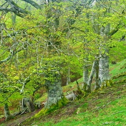 1 Roncesvalles-Orbaizeta
